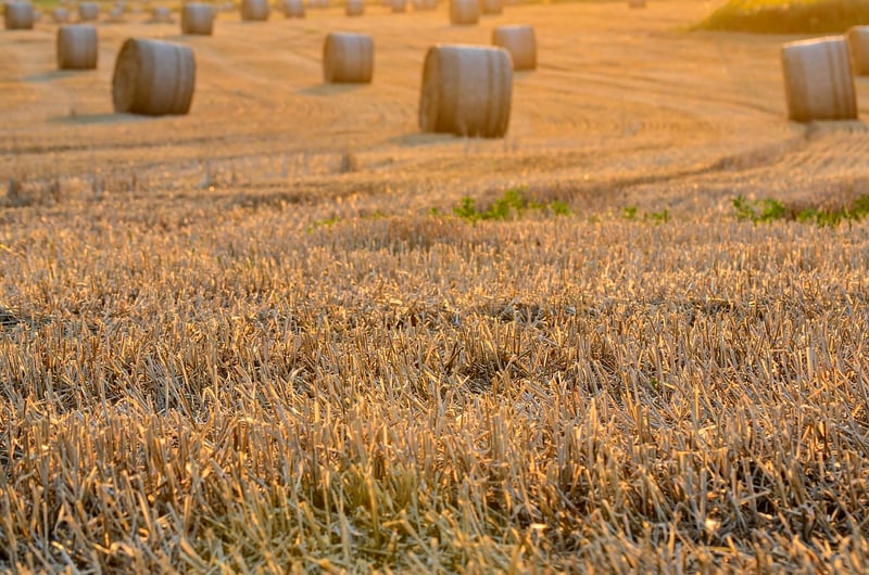 Harvest Festivals