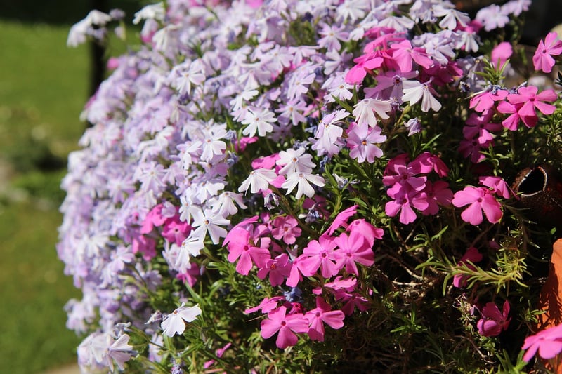Window Boxes